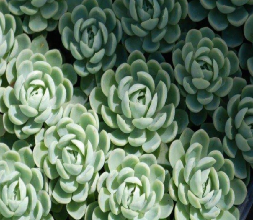 (SU 44) Echeveria elegans