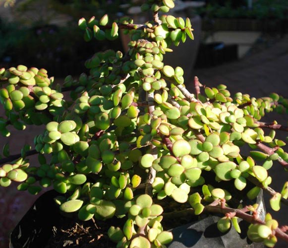 (SU 09) Portulacaria afra Elephant Bush