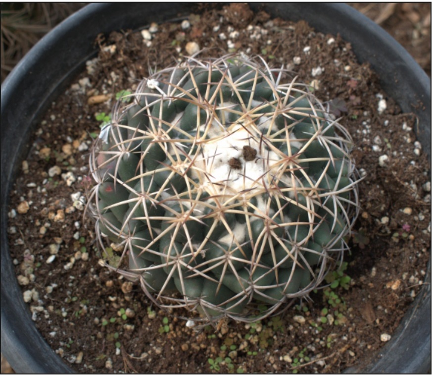 (CA 22) Coryphantha elephantidens