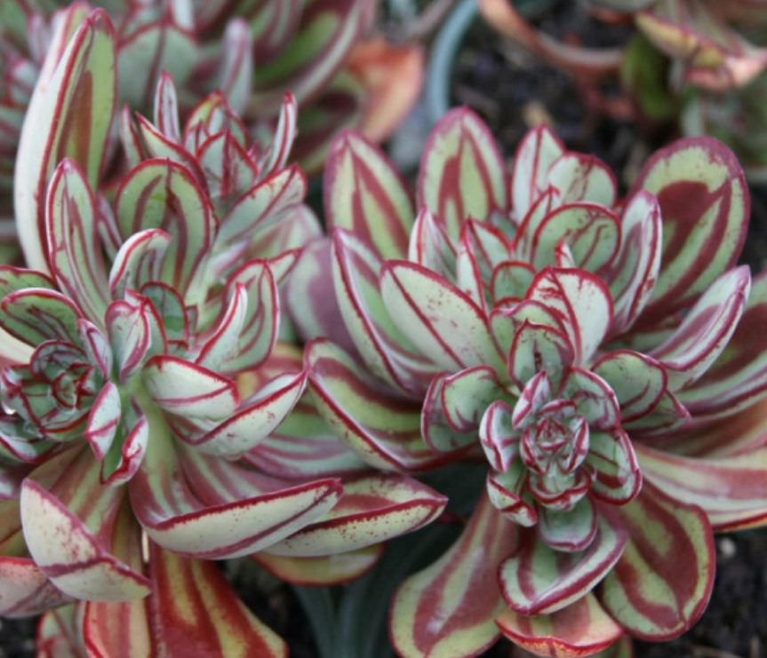 (SU 36) Echeveria nodulosa