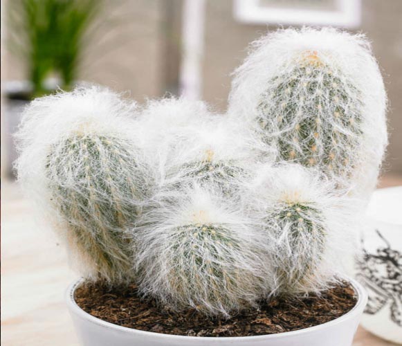 (CA 09) Espostoa lanata Peruvian Old Man