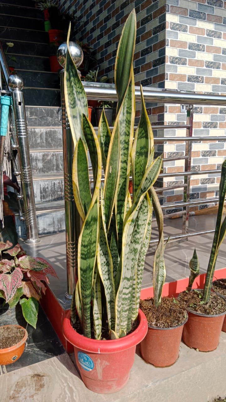(SU 79) Variegated Snake Plant