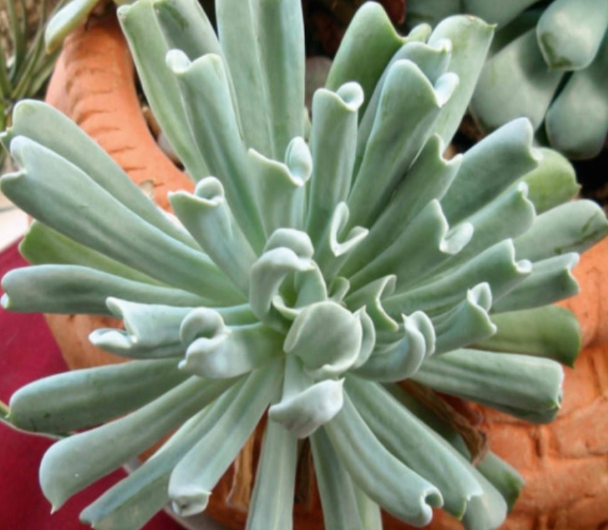 (SU 34) Echeveria runyonii
