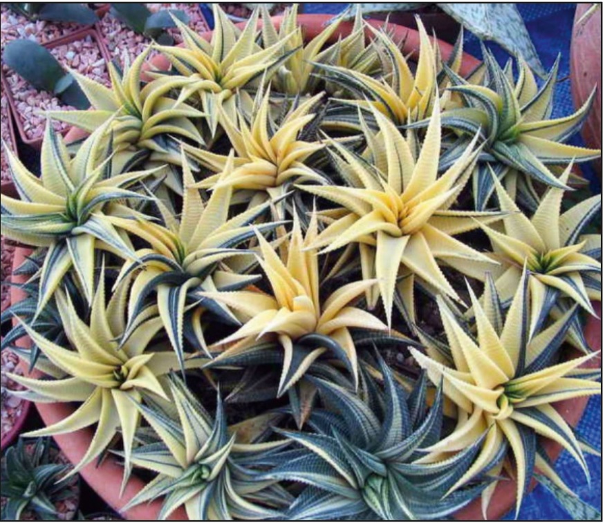 (SU 27) Haworthia limnifolia variegated