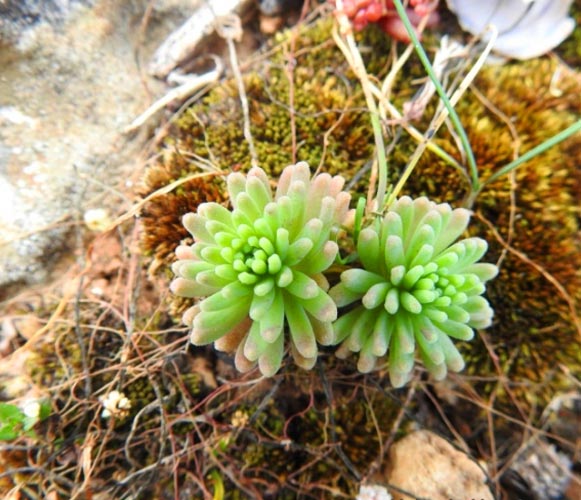 (SU 07) Sedum rubens Red Stonecrop