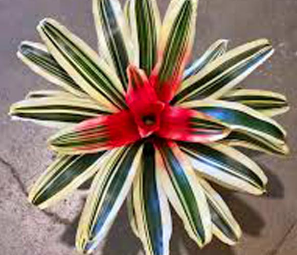 (MI 06) Neoregelia carolinae Blushing Bromeliad