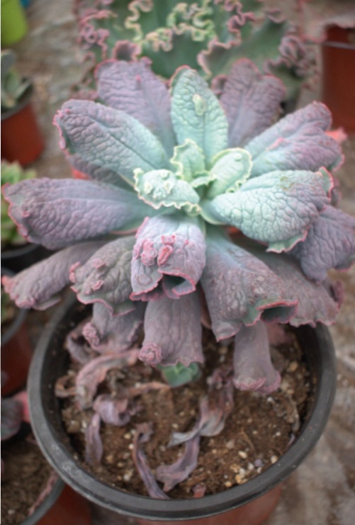 (SU 41) Echeveria linguas