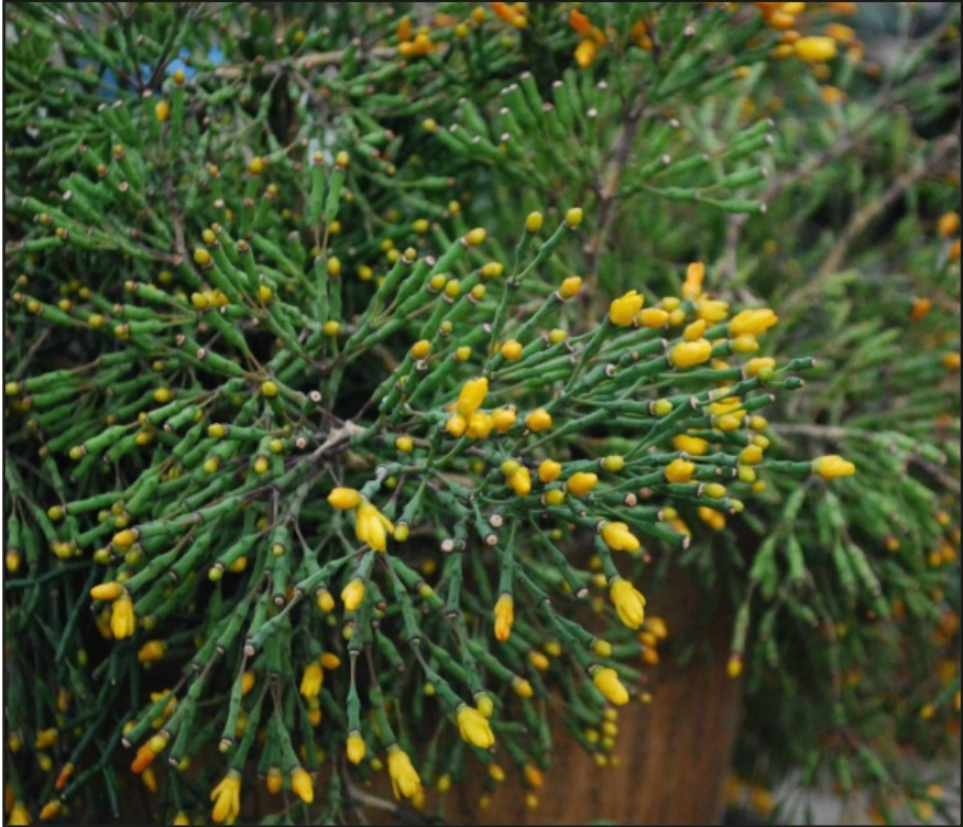 (CA 18) Hatiora salicornioides