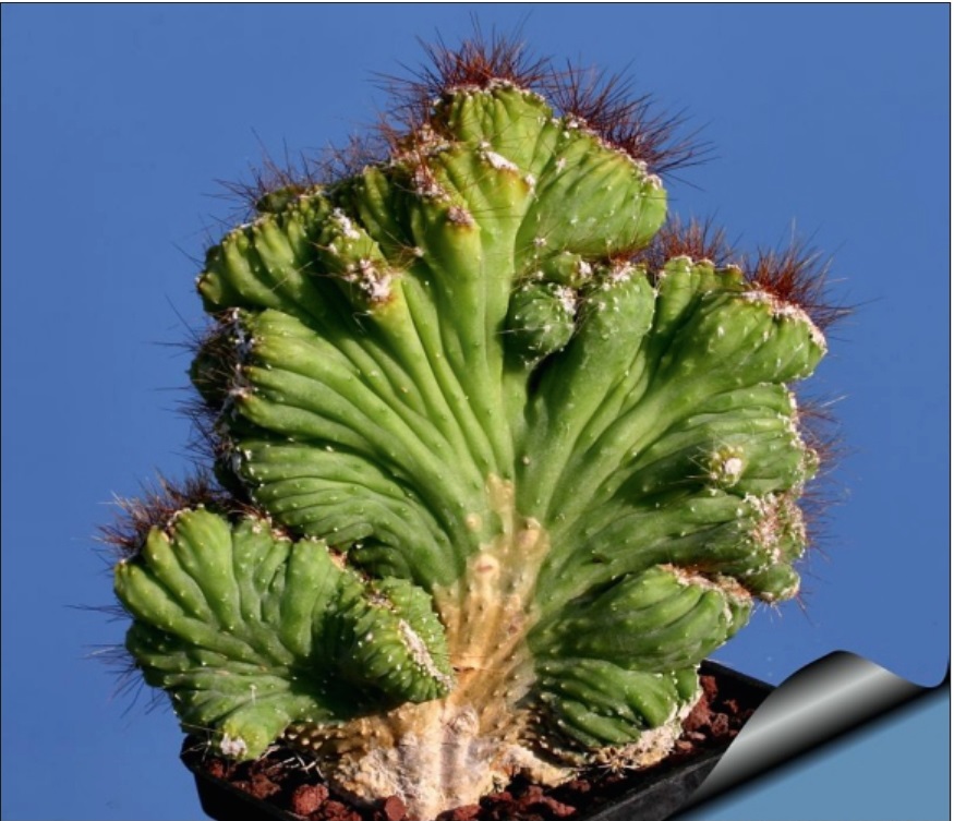 (CA 26) Cereus forbesii cristata