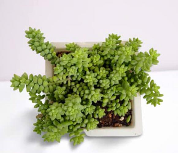 (SU 10) Sedum album White Stonecrop
