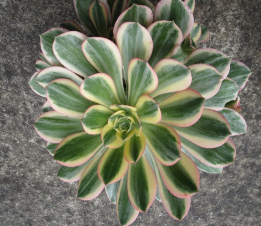 (SU 12) Aeonium decorum