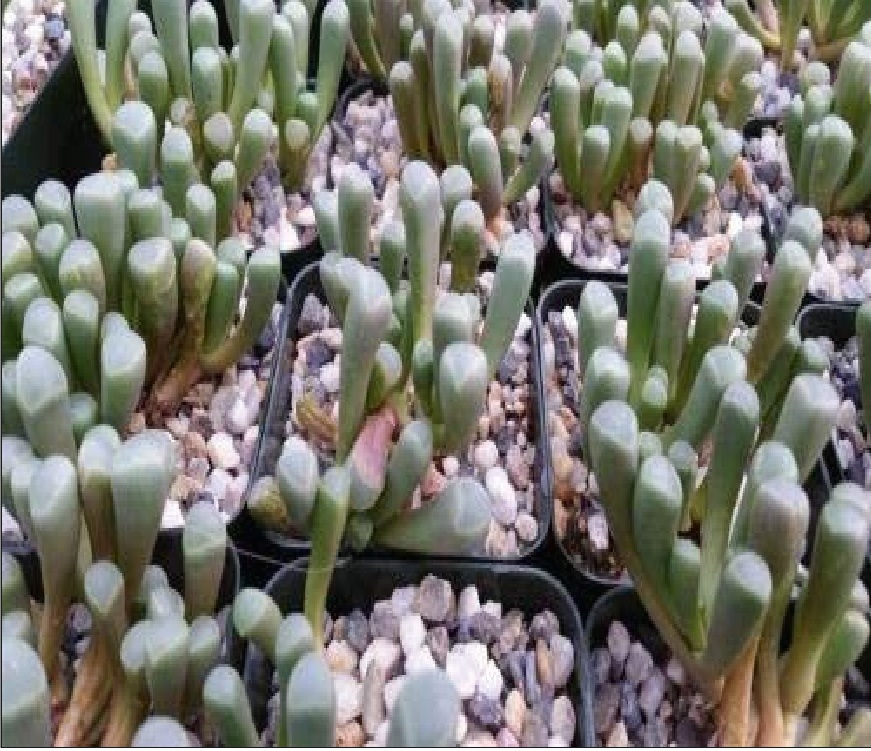 (SU 71) Fenestraria rhopalophylla
