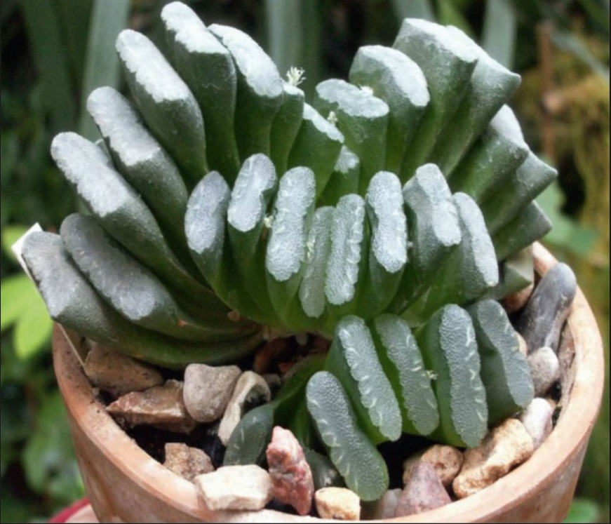 (SU 25) Haworthia truncata