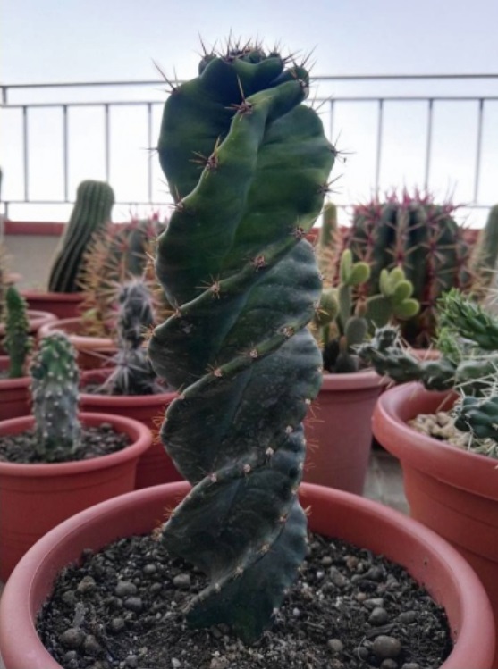 (CA 25) Cereus forbesii spiralis