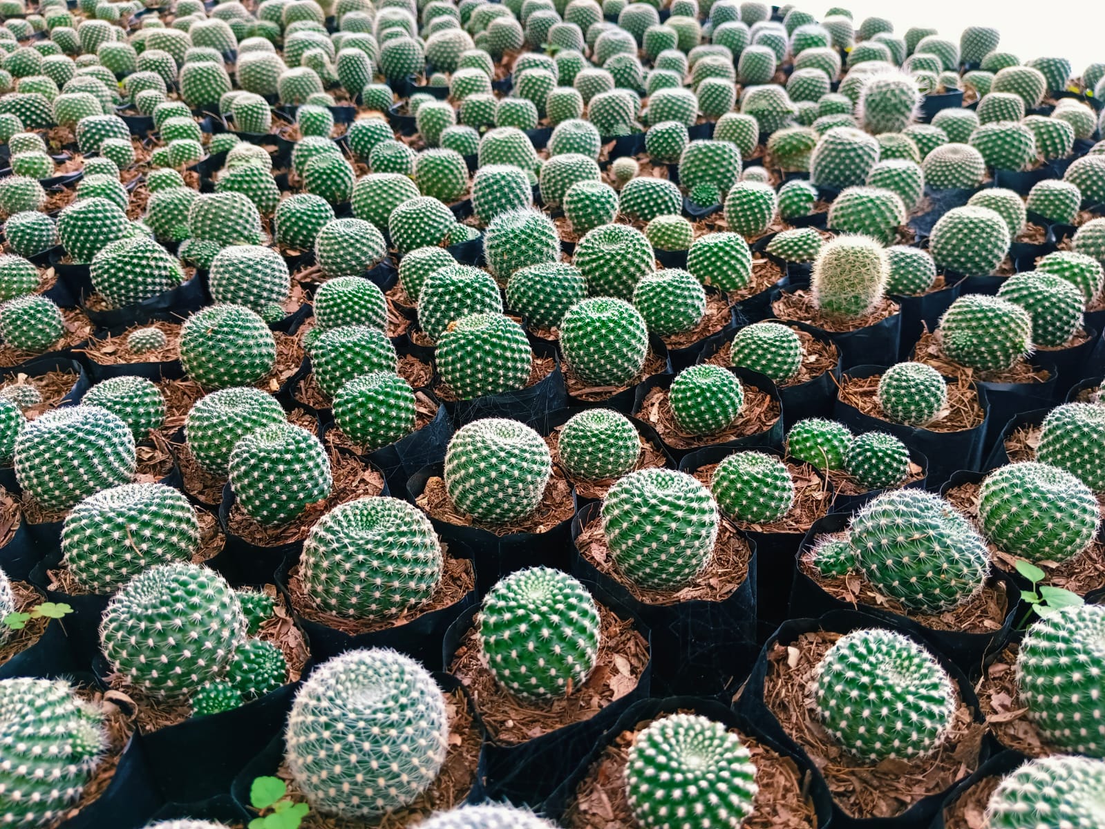 (CA 35) Rebutia x Sulcorebutia 