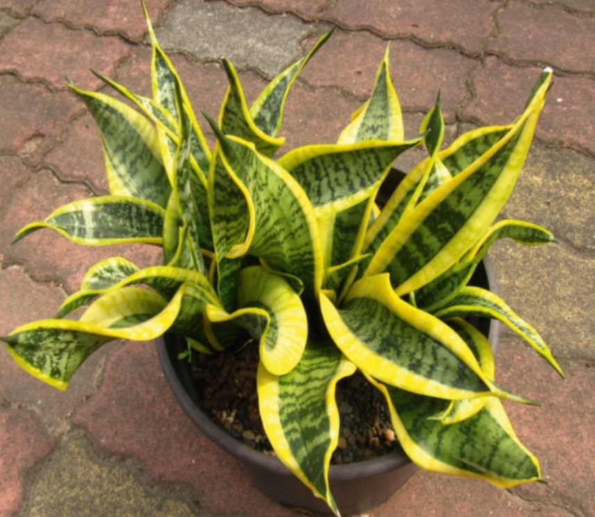 (SU 68) Sansevieria trifasciata