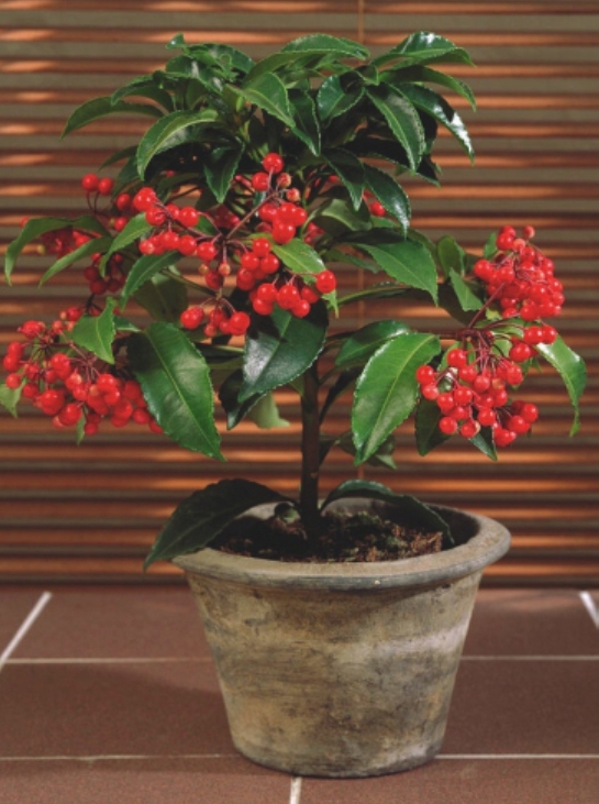(MI 11) Ardisia crenata