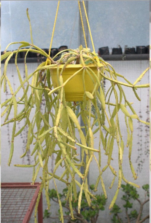 (CA 23) Rhipsalis micrantha