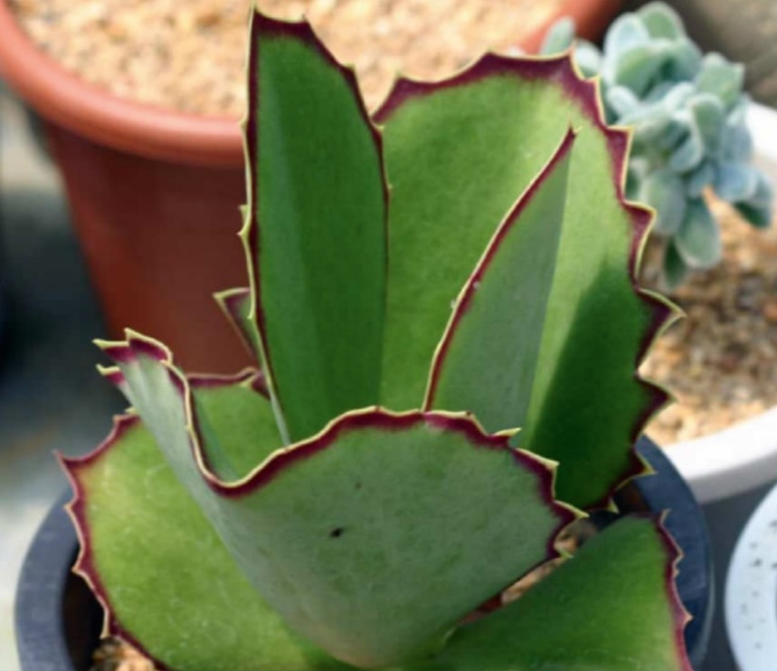 (SU 20) Kalanchoe synsepala