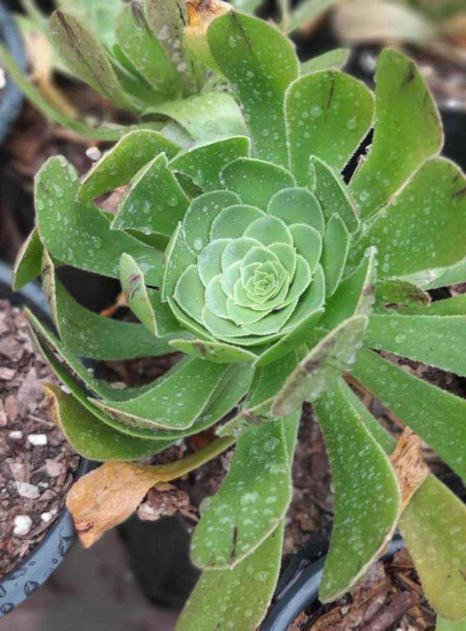 (SU 84) Aeonium