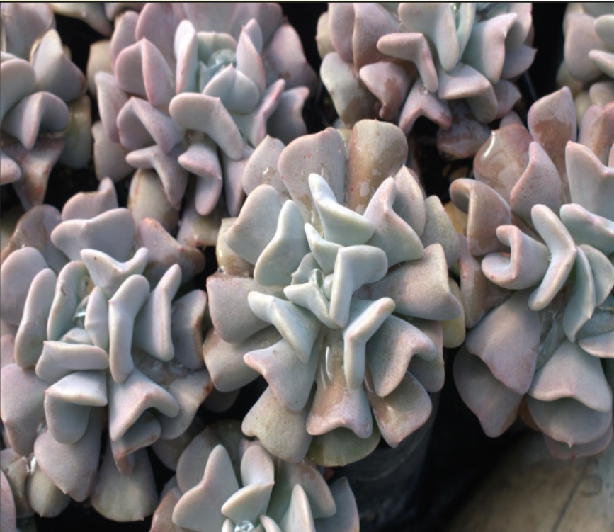 (SU 37) Echeveria runyonii