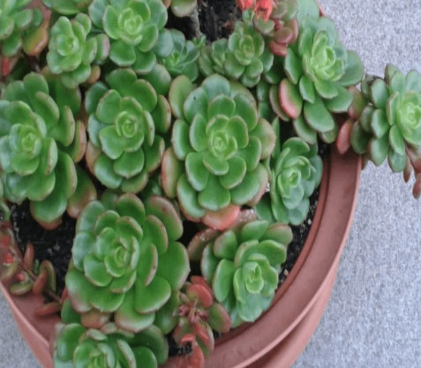 (SU 42) Echeveria multicaulis