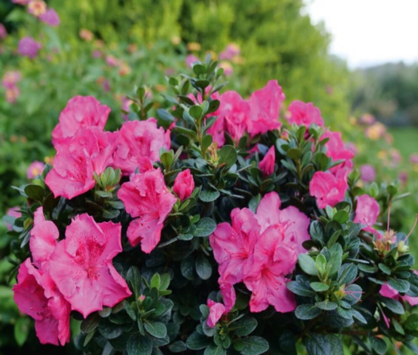 (MI 21) Azalea species