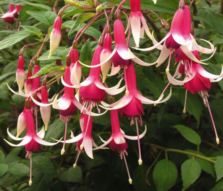 (MI 19) Fuchsia magellanica