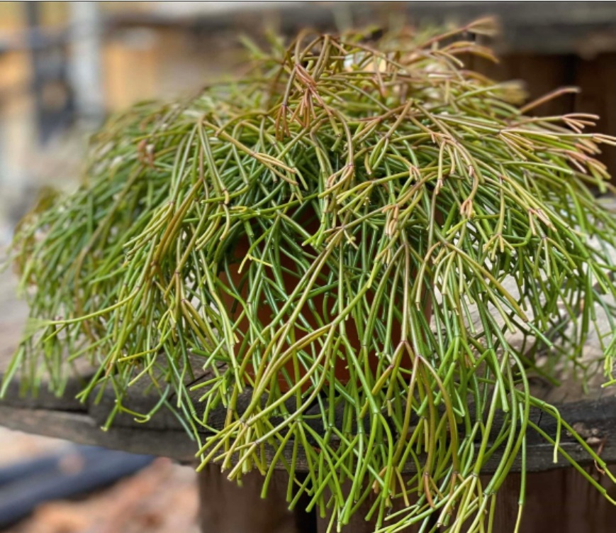 (CA 24) Rhipsalis clavata