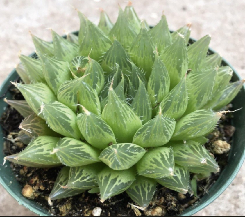 (SU 24) Haworthia cymbiformis