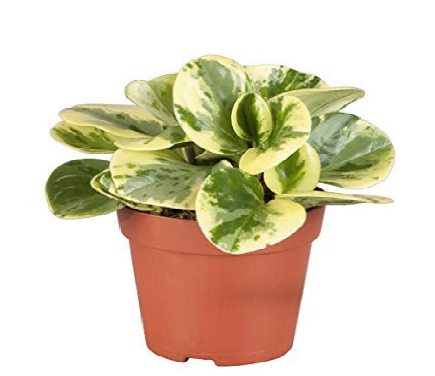 (SU 19) Peperomia clusiifolia