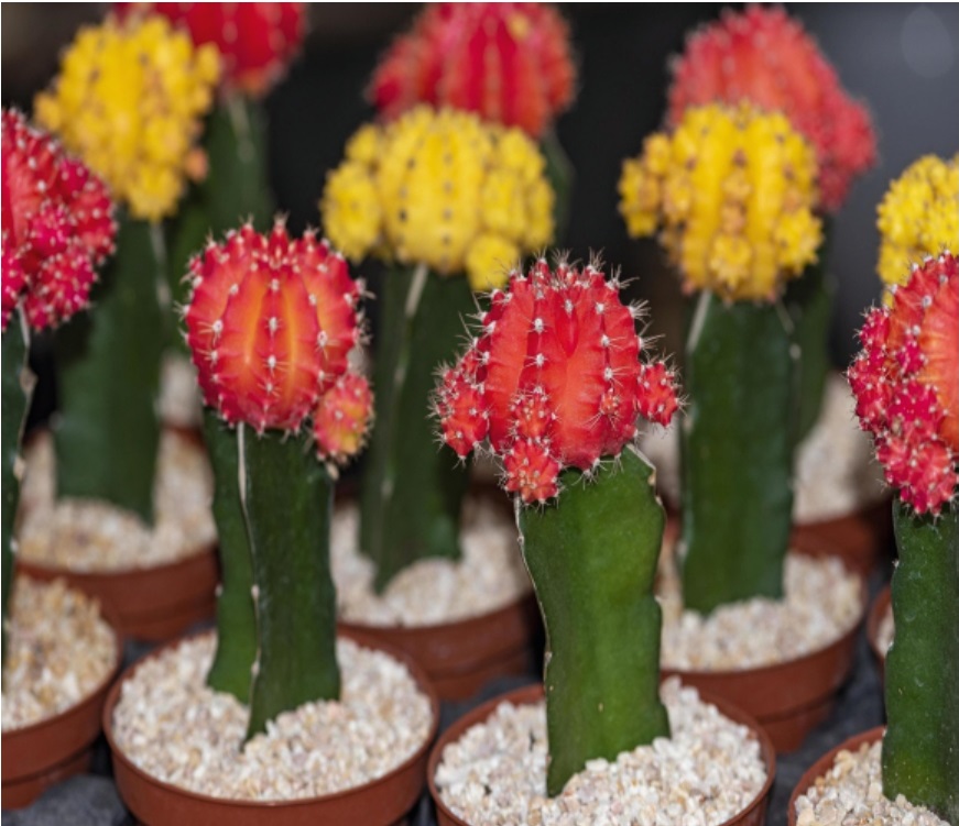 (CA 20) Gymnocalycium mihanovichii