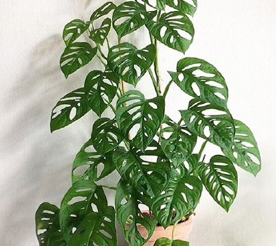 (MI 24) Monstera adansonii