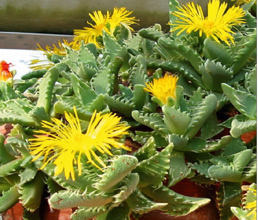 (SU 57) Faucaria tigrina