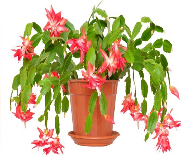 (CA 10) Schlumbergera truncata False Christmas Cactus