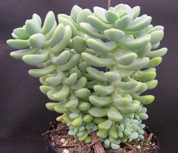 (SU 05) Sedum treleasei Angel’s Tear