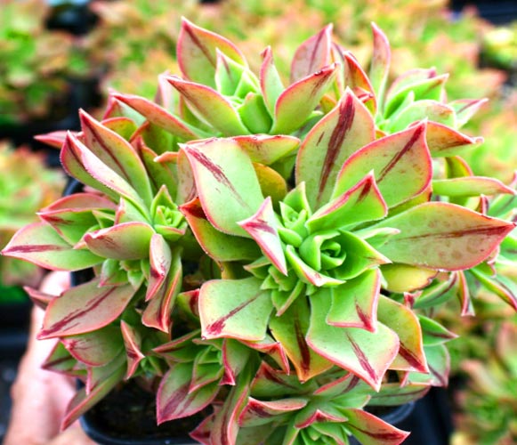 (SU 03) Aeonium leucoblepharum 