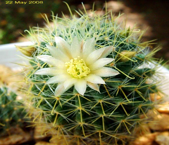 (CA 02) Mammillaria crinita Fish-hook Cactus 