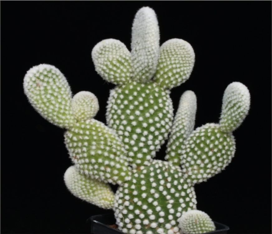 (CA 15) Opuntia microdysys var.albispina