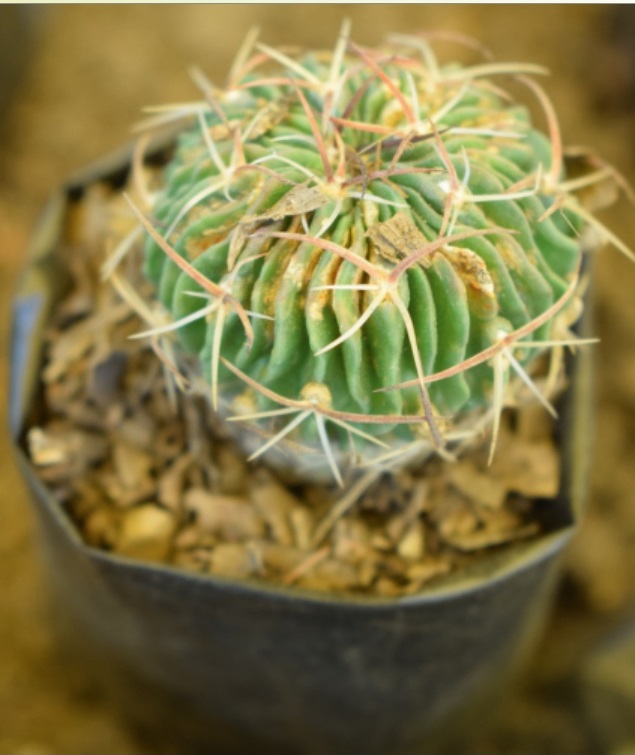 (CA 19) Stenocatus multicostatus
