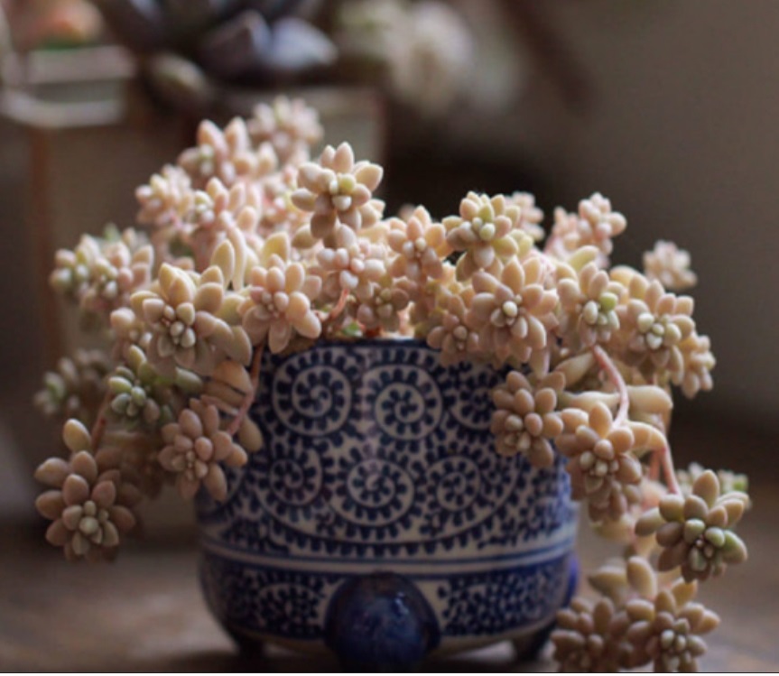 (SU 29) Graptopetalum mendozae