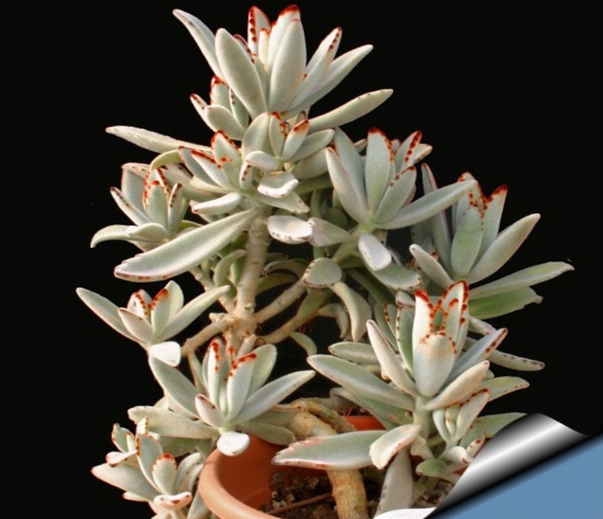 (SU 17) Kalanchoe tomentosa