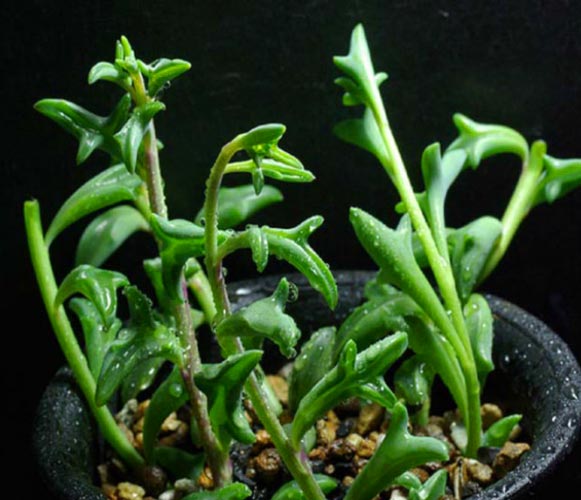 (SU 01) Senecio peregrinus String of Dolphins