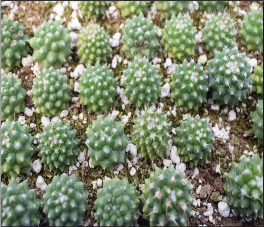 (CA 30) Mammillaria polythele
