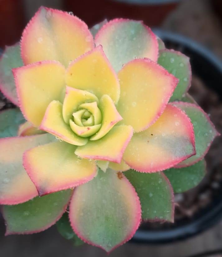 (SU 85) Aeonium sun burst