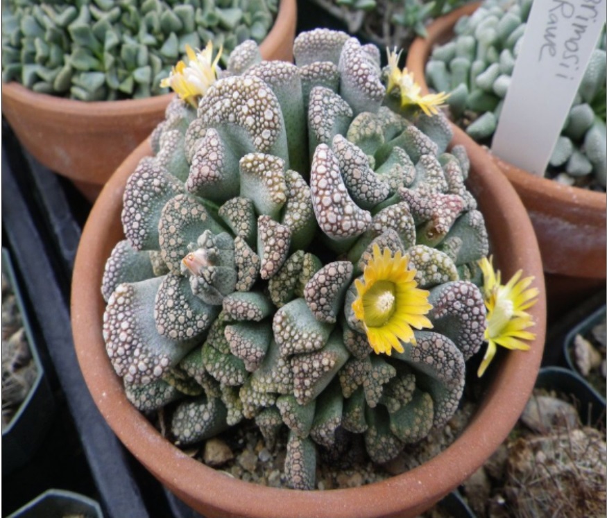 (SU 70) Titanopsis calcarea