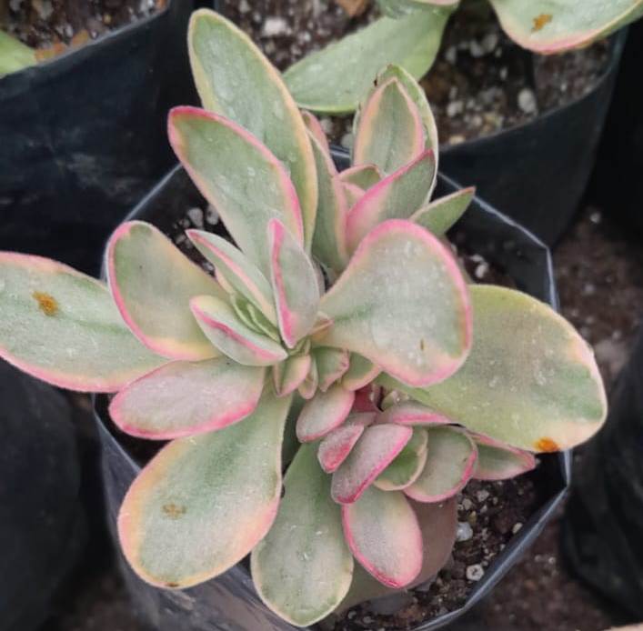 (SU 86) Crassula money maker