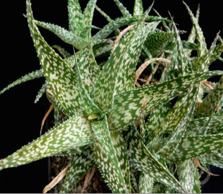 (SU 49) Aloe rauhii Reynolds