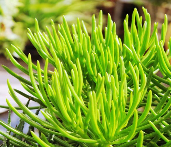 (SU 02) Senecio barbertonicus Lemon Bean Bush