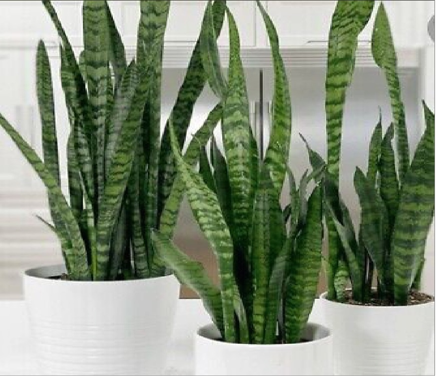 (SU 13) Sansevieria hyacinthoides